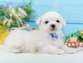 マルチーズ【神奈川県・男の子・2024年11月11日・ホワイト】の写真5「🐾兄弟犬や他の子も一緒に見学可能です🐾」