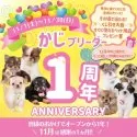 チワワ(ロング)【神奈川県・男の子・2025年7月10日・ブラックタン】の写真2「🐶おかげさまで1周年🎉感謝の気持ちを込めて11月は毎日くじ引き大会開催中！」