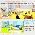 チワプー(チワワ×トイプードル)【神奈川県・男の子・2025年2月12日・ブラックタン】の写真8「🧸普段の様子を見ながらゆっくり見学🥎普段の生活やパピーランでの仔犬同士の遊び方も観察できます🎶」