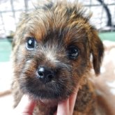 ノーフォークテリア