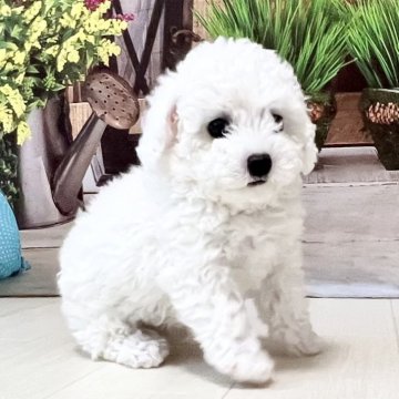 ビションフリーゼ【千葉県・女の子・2024年6月24日・ホワイト】の写真「両親輸入犬ミニサイズ♡いつもそばにいてくる甘えん坊」