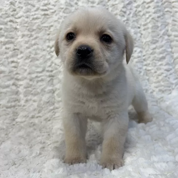 ID：2503-02920の子犬