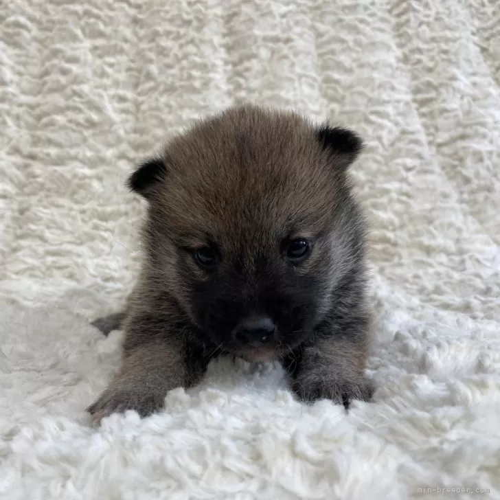 ID:2411-01169の子犬