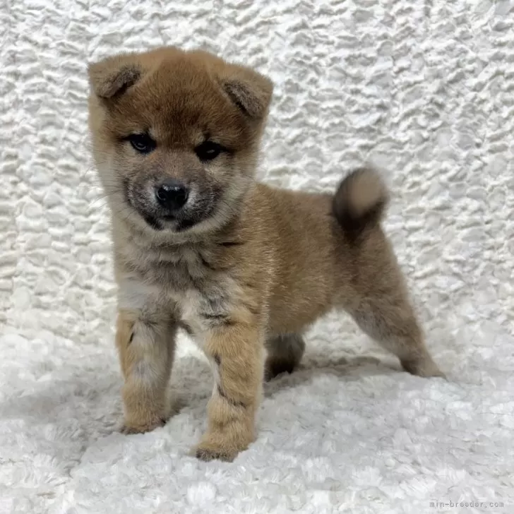 ID：2510-03828の子犬