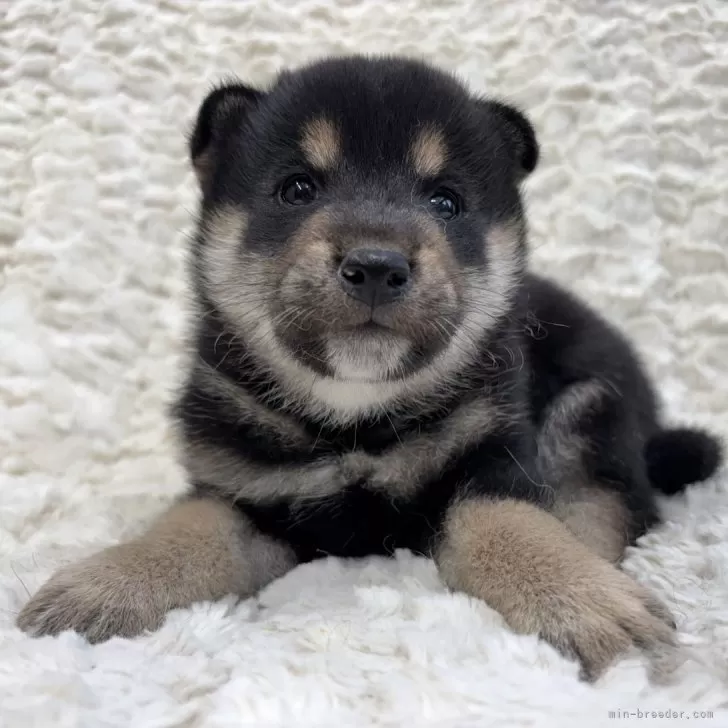 N.O 様のお迎えした子犬