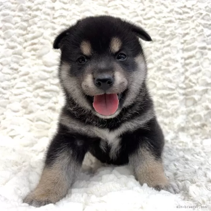 ひろむぅ 様のお迎えした子犬