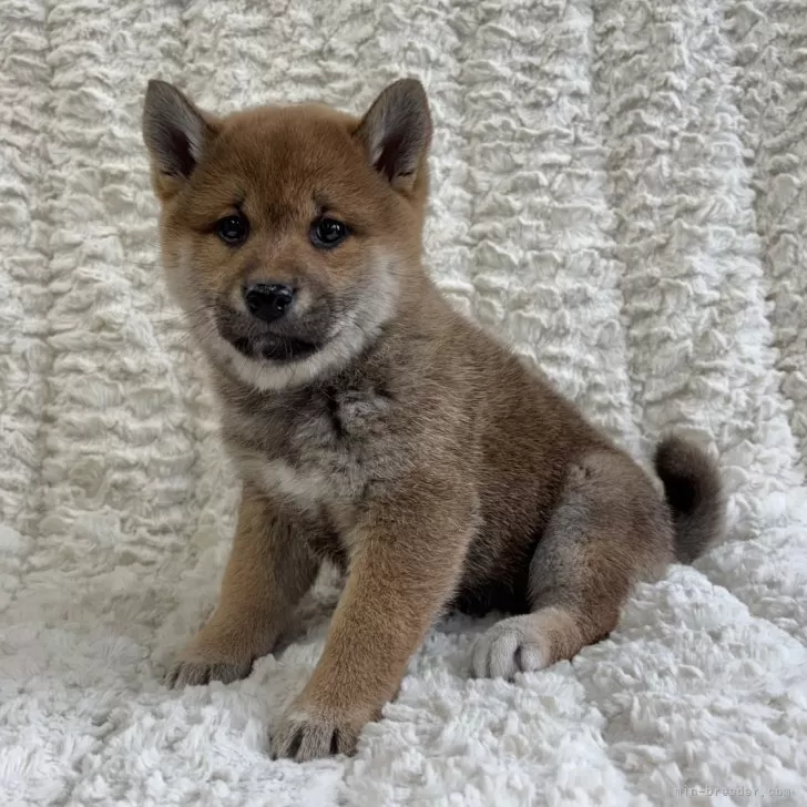 ID:2502-03177の子犬