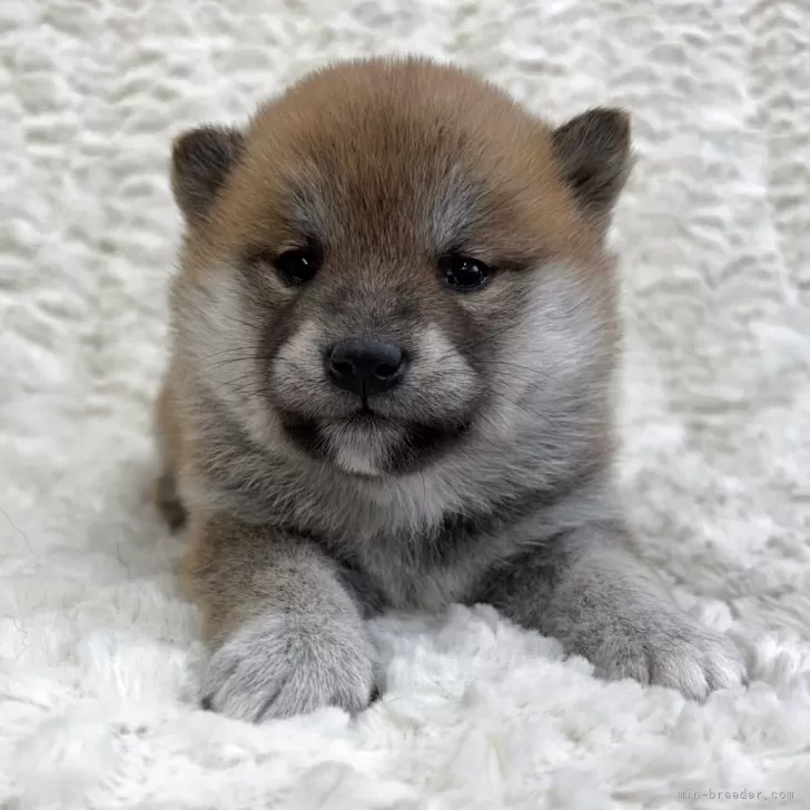 ID:2504-03788の子犬