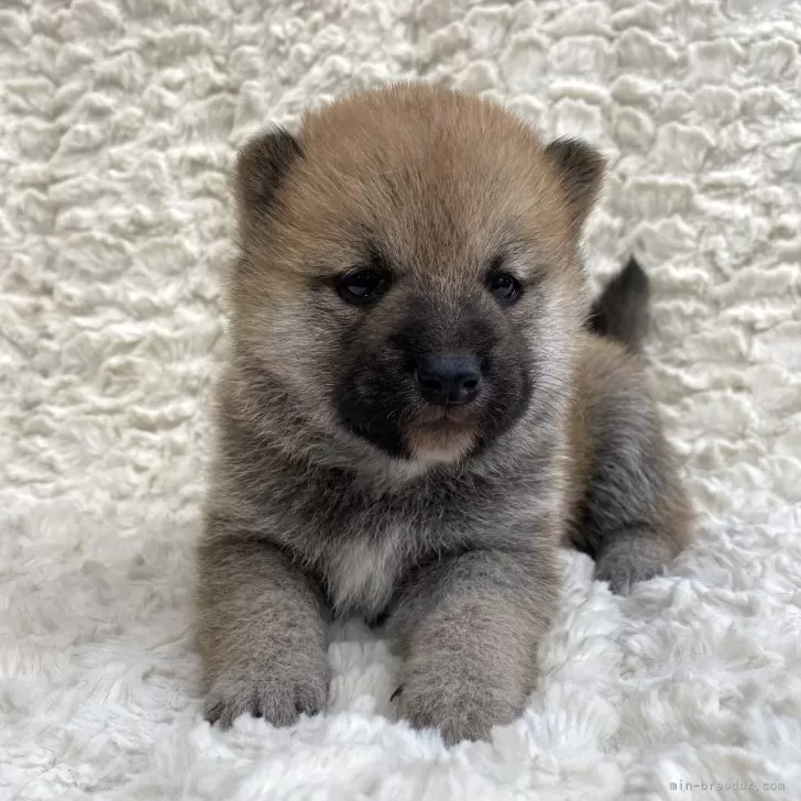 ID：2411-01181の子犬