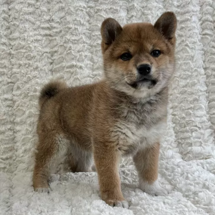 ID:2501-05474の子犬