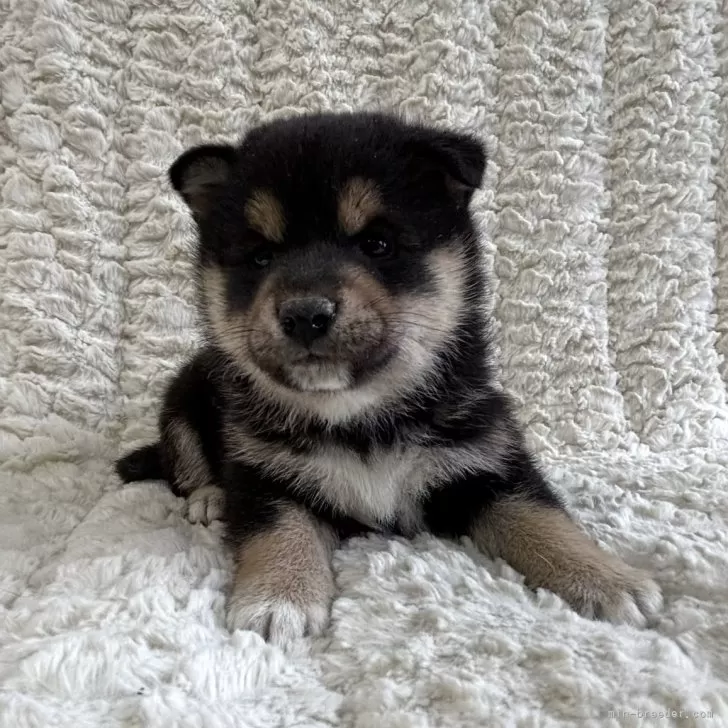 ID：2501-04686の子犬