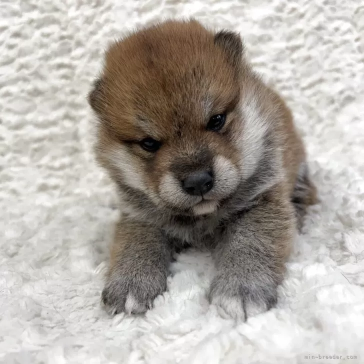 ID:2505-04690の子犬