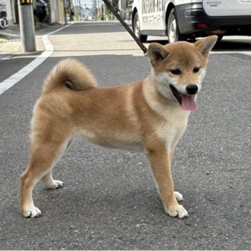 柴犬(豆柴)【福島県・女の子・2025年5月11日・赤柴】の写真「健康優良児！元気です！」