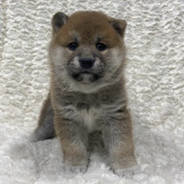 柴犬(豆柴)【福島県・女の子・2024年10月12日・赤柴】の写真「健康優良児！元気です！」