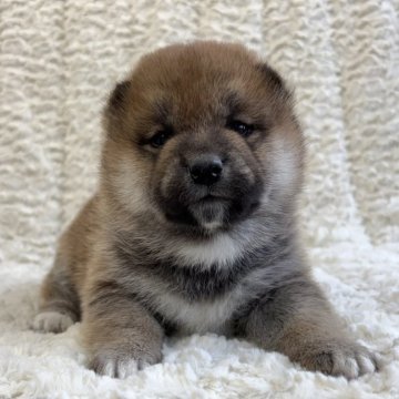 柴犬(豆柴)【福島県・男の子・2024年12月15日・赤柴】の写真「健康優良児！元気です！」