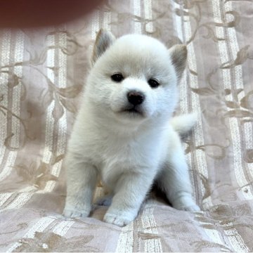 柴犬(豆柴)【福島県・男の子・2025年8月4日・白柴】の写真「健康優良児！元気です！」
