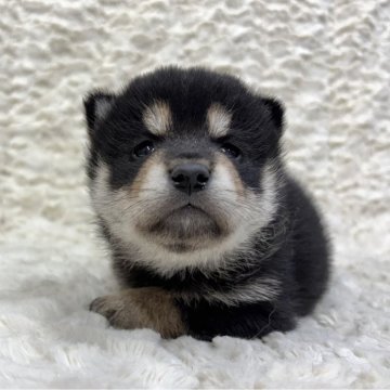 柴犬(豆柴)【福島県・女の子・2025年8月28日・黒柴】の写真「健康優良児！元気です！」