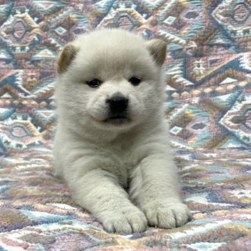 柴犬(標準サイズ)【福島県・女の子・2024年10月30日・白柴】の写真「健康優良児！元気です！」