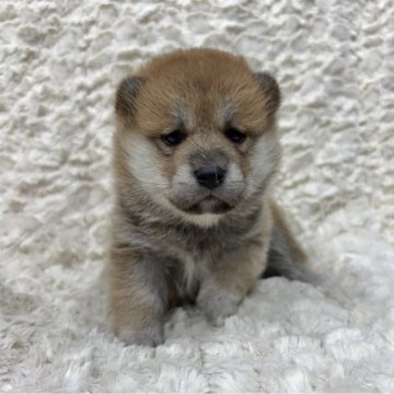 柴犬(豆柴)【福島県・女の子・2025年8月28日・赤柴】の写真「健康優良児！元気です！」