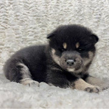 柴犬(豆柴)【福島県・女の子・2025年10月10日・黒柴】の写真「健康優良児！元気です！」