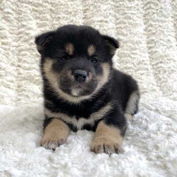 柴犬(豆柴)【福島県・男の子・2024年9月29日・黒柴】の写真「健康優良児！元気です！」