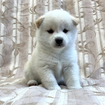 柴犬(豆柴)【福島県・女の子・2025年8月4日・白柴】の写真「健康優良児！元気です！」