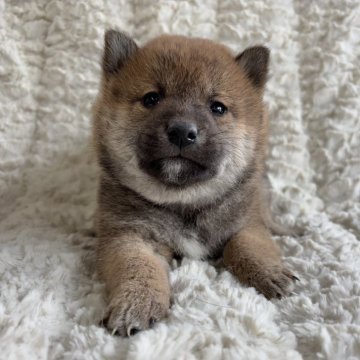 柴犬(豆柴)【福島県・女の子・2025年1月1日・赤柴】の写真「健康優良児！元気です！」