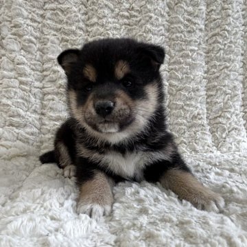 柴犬(豆柴)【福島県・男の子・2024年11月23日・黒柴】の写真「健康優良児！元気です！」