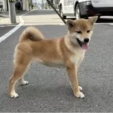 豆柴
