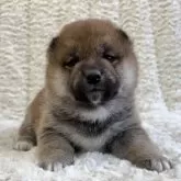 豆柴【福島県・男の子・2024年12月15日・赤柴】の写真1