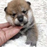 柴犬(標準サイズ)