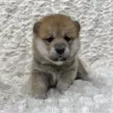 豆柴