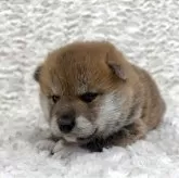 柴犬(標準サイズ)【福島県・男の子・2025年4月10日・赤柴】の写真1