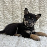 柴犬(豆柴)