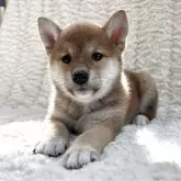 豆柴