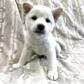 豆柴