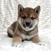 柴犬(標準サイズ)