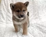 柴犬(標準サイズ)【福島県・女の子・2025年6月15日・赤柴】の写真3