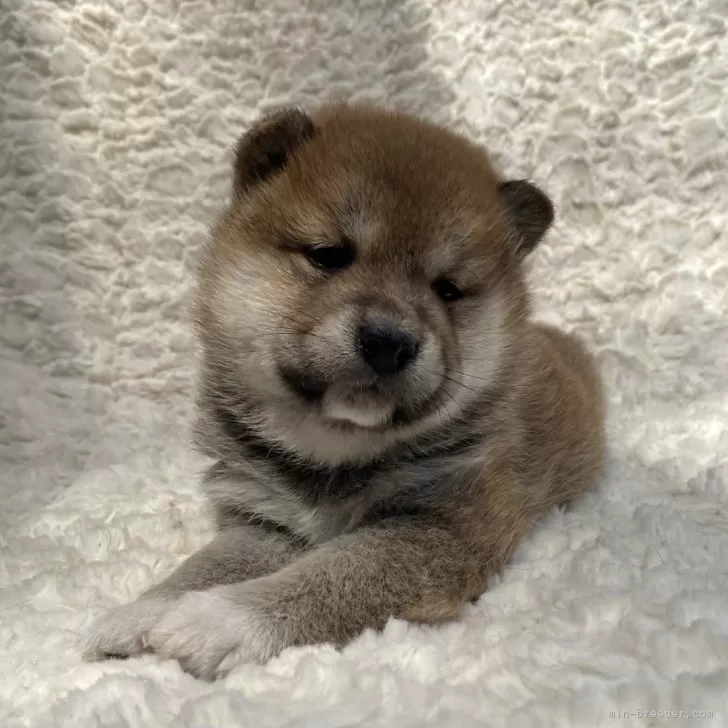 ID：2405-04274の子犬