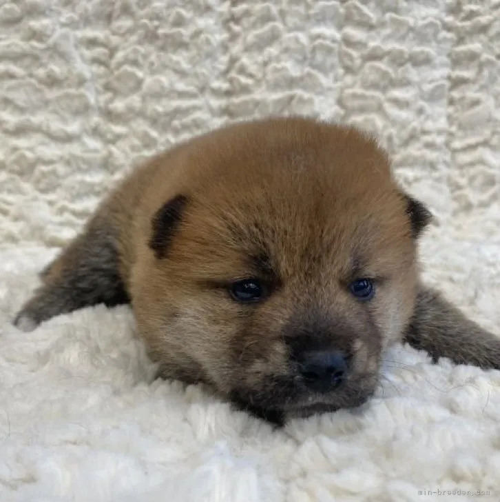 ID：2308-05937の子犬