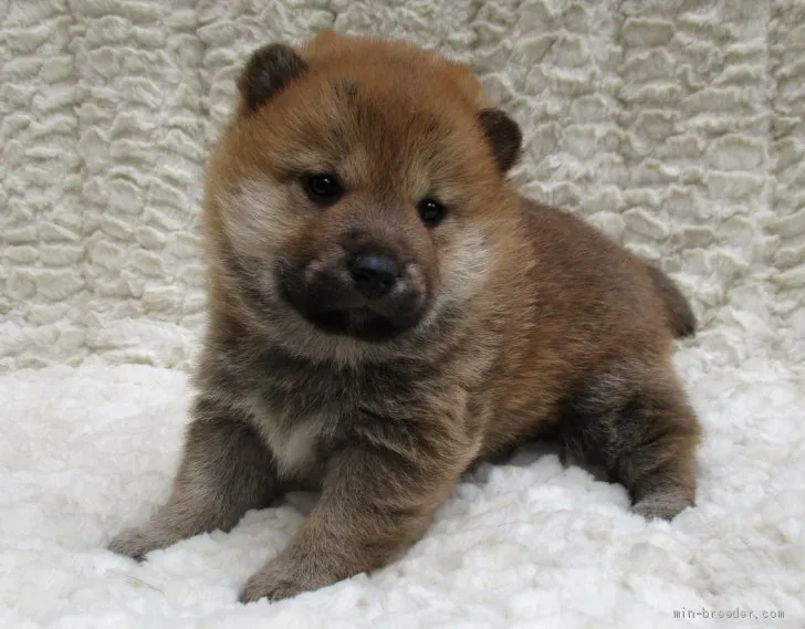 ID：2001-02080の子犬