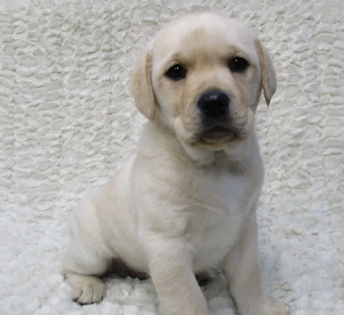ID:2001-00901の子犬