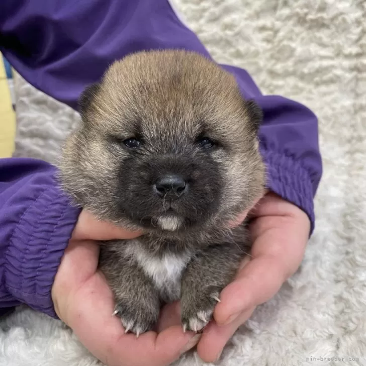 ID:2404-06847の子犬