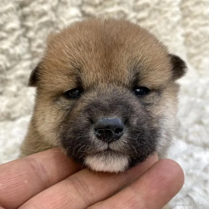 ID:2205-03863の子犬