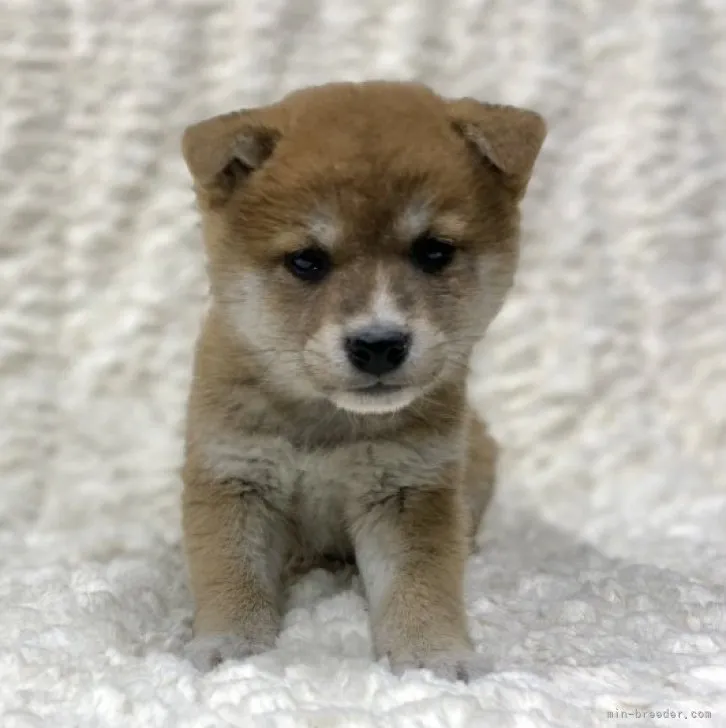 ID:2302-03420の子犬