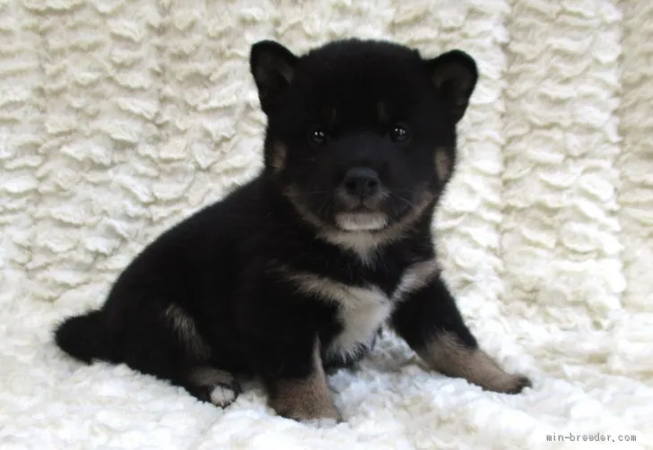 A.S 様のお迎えした子犬