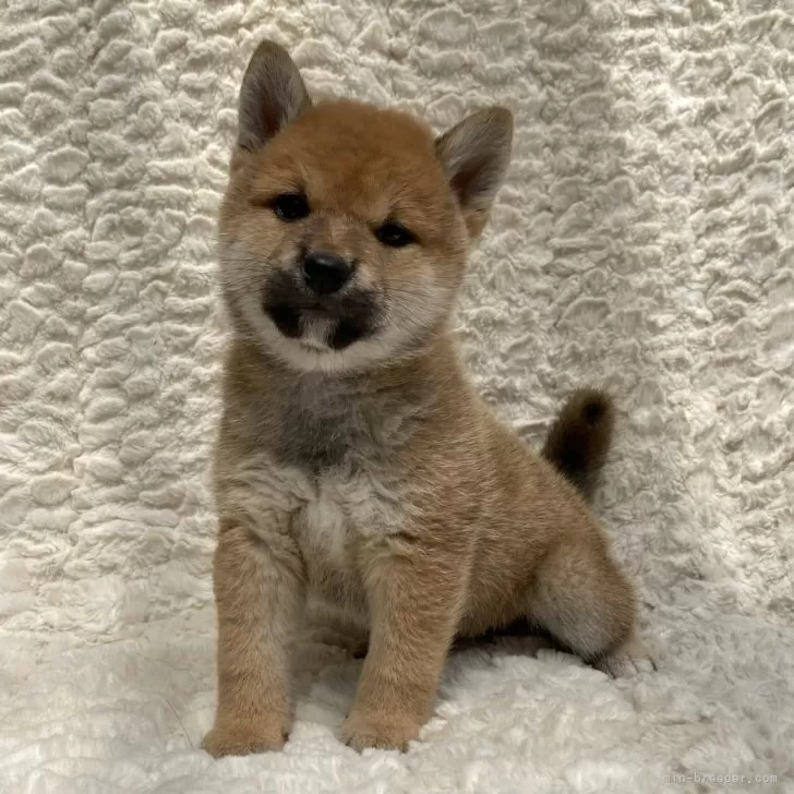 ID：2406-03958の子犬