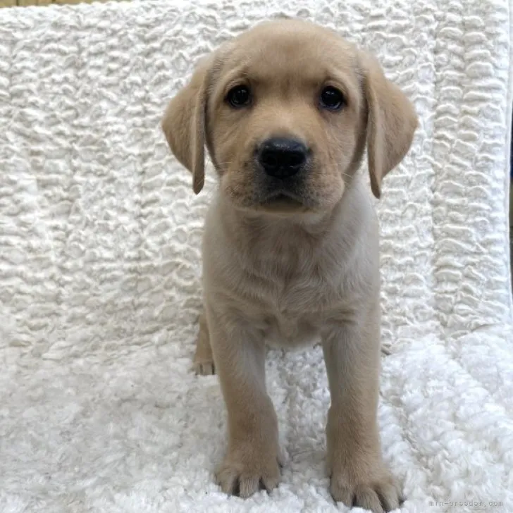 ID:2310-02052の子犬