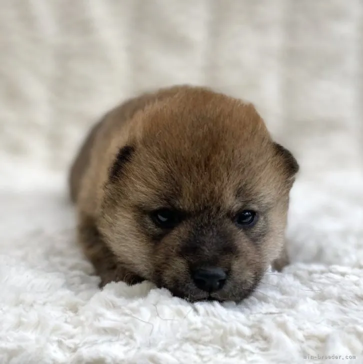ID：2306-00245の子犬