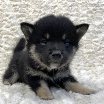 柴犬(豆柴)【福島県・女の子・2023年9月11日・黒柴】の写真「健康優良児！元気です！」